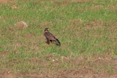 043 2015 Mäusebussard_5412 hd