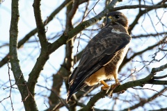 045 2015 Herbst Heinersdorf Mäusebussard 4364 hd