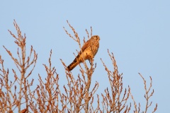 046 2015 Herbst Turmfalke_4442 hd
