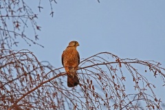 047 2015 Herbst Turmfalke Maus 4476 hd
