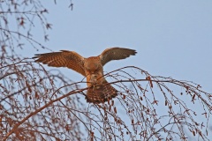 048 2015 Herbst Turmfalke Maus b 4493 hd