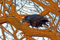 050 2014 Kolkrabe 4433 hd