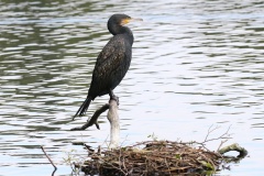051 2015 Sommer Schlossgarten Cormoran_2879 hd