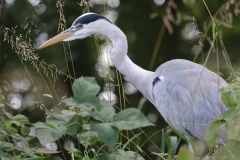 053 2015 Sommer Schlosspark Reiher_2844 hd
