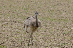 058 2015 Frühjahr Nandu 5865 hd