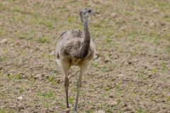 059 2015 Frühjahr Nandu 5859 hd