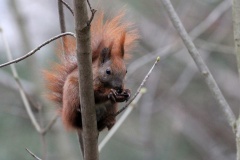 209 Eichhörnchen 400mm _4322 hd