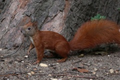 210 2015 Sommer Eichhörnchen_2789 hd
