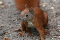 211 2015 Sommer Eichhörnchen_2801 hd