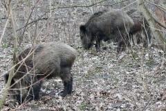 217 2014 Wildschwein_4391 hd