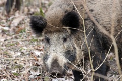 218 2014 Wildschwein_4384 hd