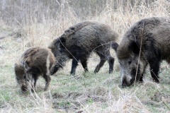 219 2014 Wildschwein_4414 hd