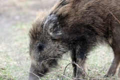 220 2014 Wildschwein_4417 hd