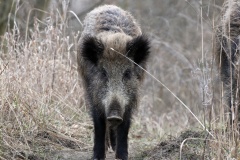 221 2014 Wildschwein_4402 hd