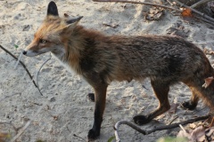 222 2013 Fuchs 1 hd