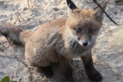 223 2013 Fuchs 2 hd