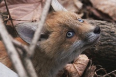 224 2013 Fuchs 3 hd