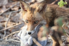 225 2013 Fuchs 4 hd