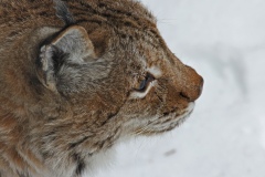 234 2015 Ostern Luchs 5015a hd