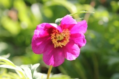 311 Trollblume hd