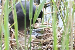 312 2010 Canon 550 Blaeshuhn Nest b hd