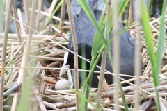 313 2010 Canon 550 Blaeshuhn Nest hd