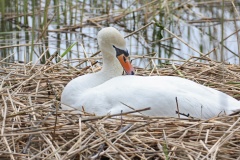 318 2010 Canon 550 Schwan Nest hd
