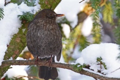319 2014 Amsel Winter hd