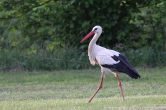 404 2015 Storch_5590 hd