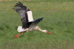 405 2015 Storch 5548 hd