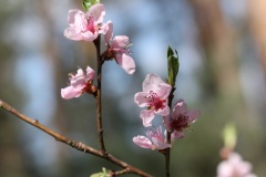 406 2015 Kirschblüte_5290 hd