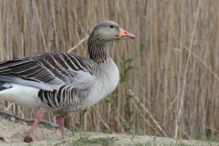 412 2015 Gans_5240 hd