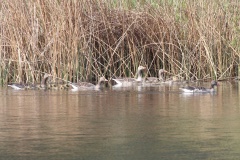 413 2015 Gänseküken Nuthe_5446 hd