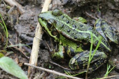 414 2015 Frosch_5706 hd