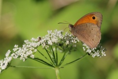 416 2015 Sommer Augenfalter_0519 hd
