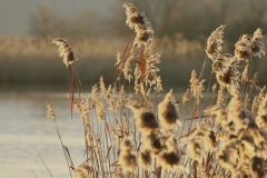 422 2015 Winter Nuthe 4916 hd