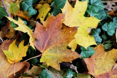 425 2015 Herbst Blätter 6288 hd