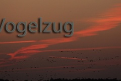500 Vogelzug 9857 hd