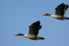 505 2015 Gänseflug_5714 hd