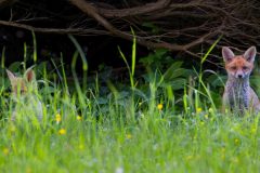 R5II5537_xd2s-4k-scaled