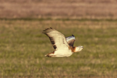 846A9125-CR3_DxO_Neo-4k