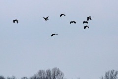 IMG_4772-4k-im-Flug