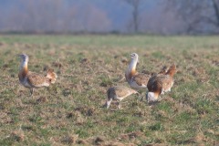 IMG_5561-4k-Photo