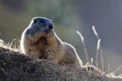 c_846A9640_DxO9-4k c_846A9640_DxO9-4k