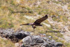 e_Adler-Murmel-2a-copy e_Adler-Murmel-2a-copy