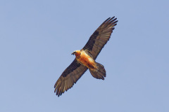 n-846A8915_DxO9-4k n-846A8915_DxO9-4k