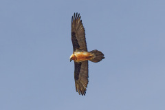 o-846A8914_DxO9-4k o-846A8914_DxO9-4k