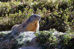 q-846A8287_DxO9-4k q-846A8287_DxO9-4k