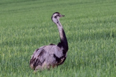 Nandu 2016 2k_7739