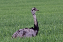 Nandu 2016 2k_7751